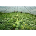 Uv protection 200micron greenhouse film for watermelon